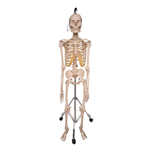 Real Skeleton System Free Spine Skeleton Anatomy Image | Download At