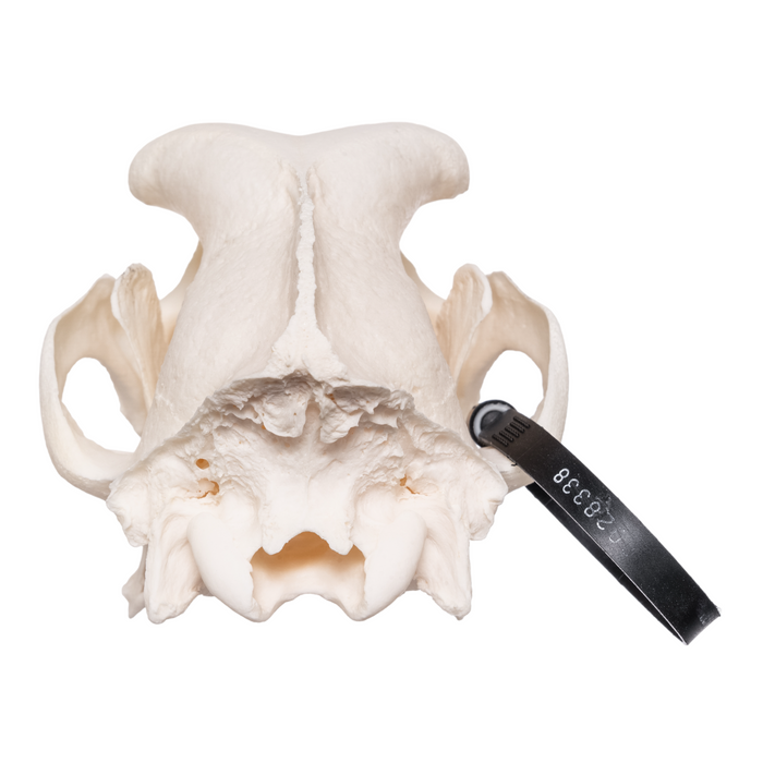 Real Domestic Dog Skull - Saint Bernard