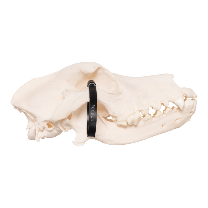 Real Domestic Dog Skull - Saint Bernard