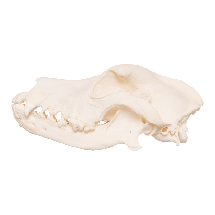 Real Domestic Dog Skull - Saint Bernard