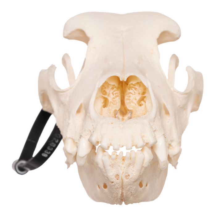 Real Domestic Dog Skull - Saint Bernard