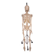 Real Human Skeleton - Articulated