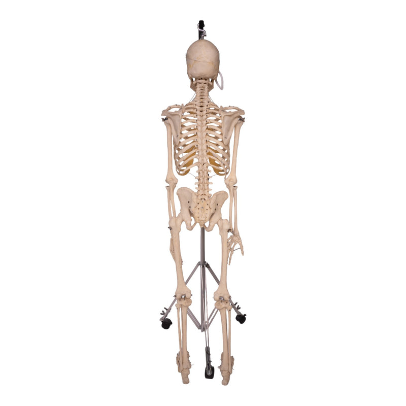 Real Human Skeleton - Articulated