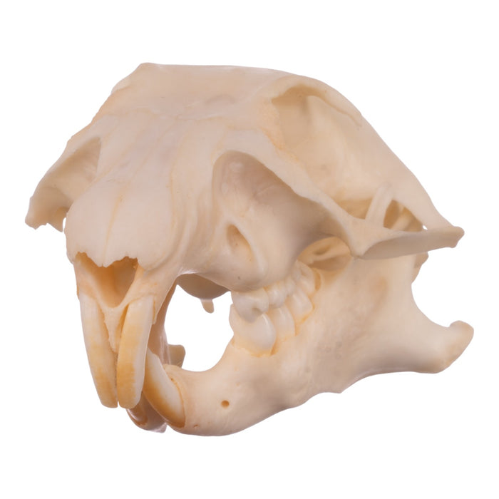 Real Prairie Dog Skeleton - Disarticulated