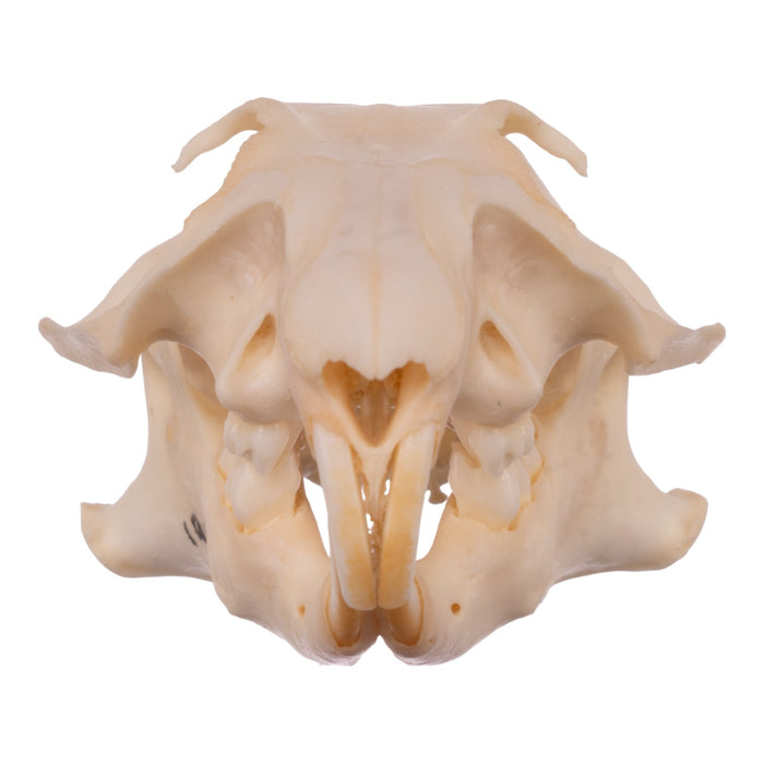 Real Prairie Dog Skeleton - Disarticulated
