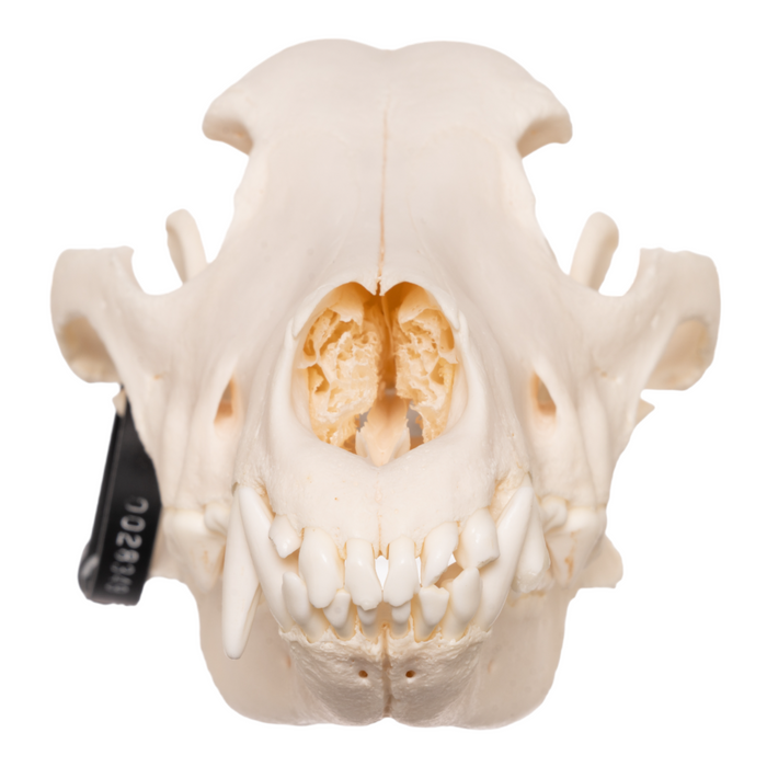 Real Domestic Dog Skull - German Shepherd