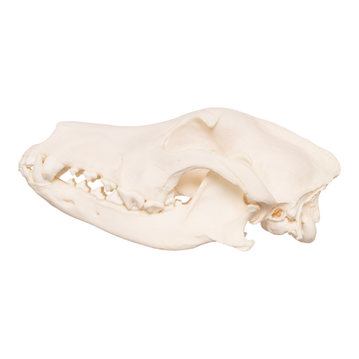 Real Domestic Dog Skull - German Shepherd
