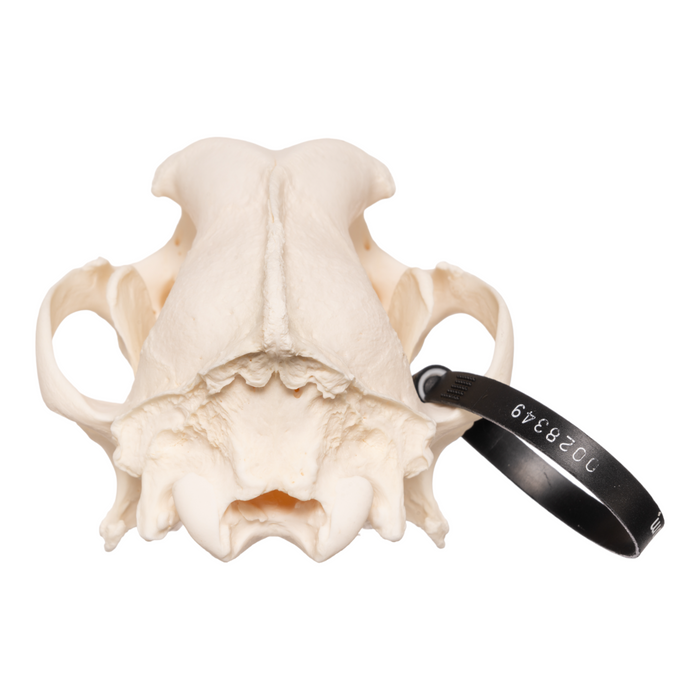 Real Domestic Dog Skull - German Shepherd