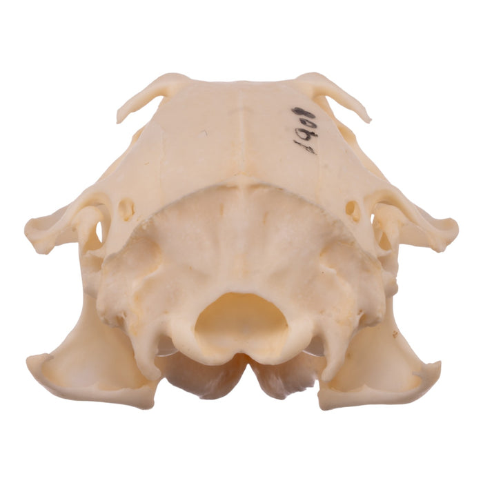 Real Prairie Dog Skeleton - Disarticulated