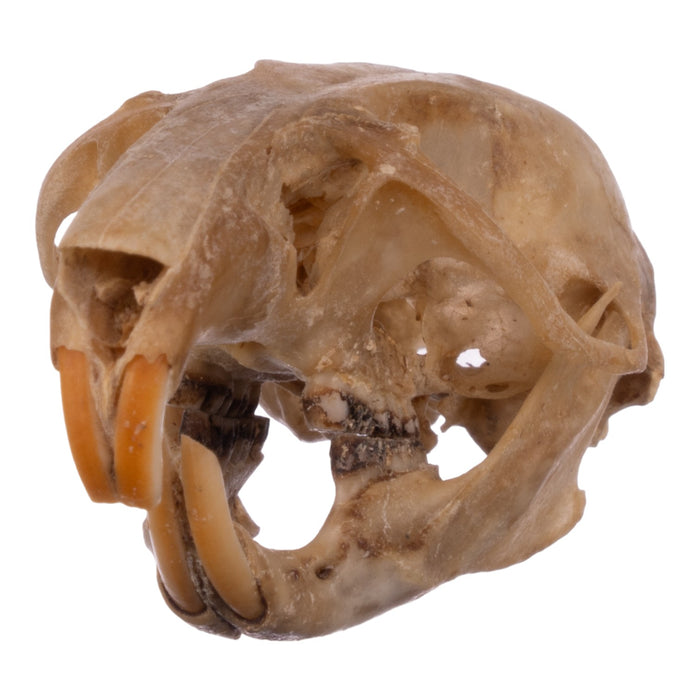 Real Eastern Woodrat Skeleton - Disarticulated