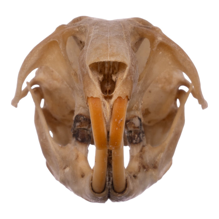 Real Eastern Woodrat Skeleton - Disarticulated