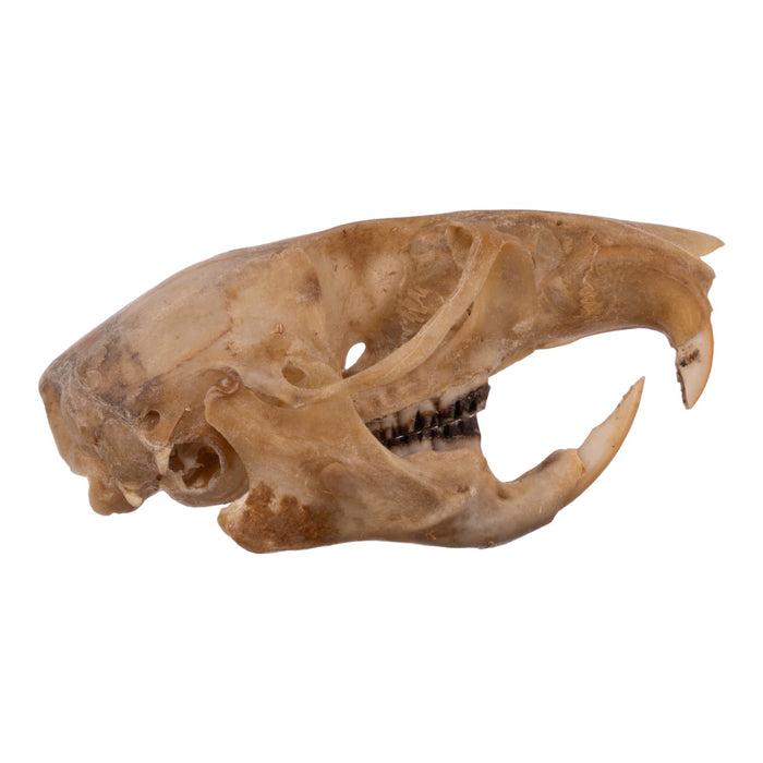 Real Eastern Woodrat Skeleton - Disarticulated