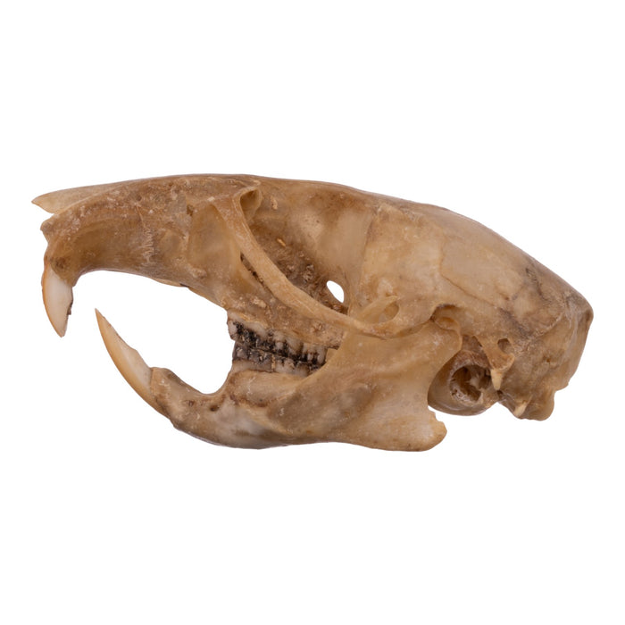 Real Eastern Woodrat Skeleton - Disarticulated