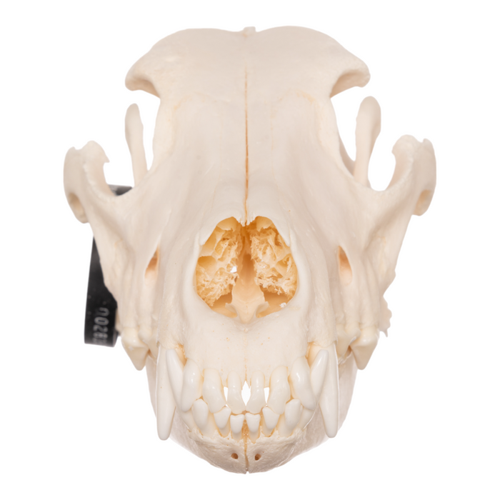 Real Domestic Dog Skull - German Shepherd