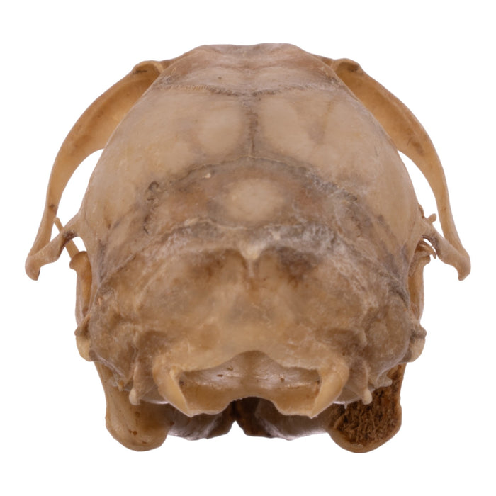 Real Eastern Woodrat Skeleton - Disarticulated