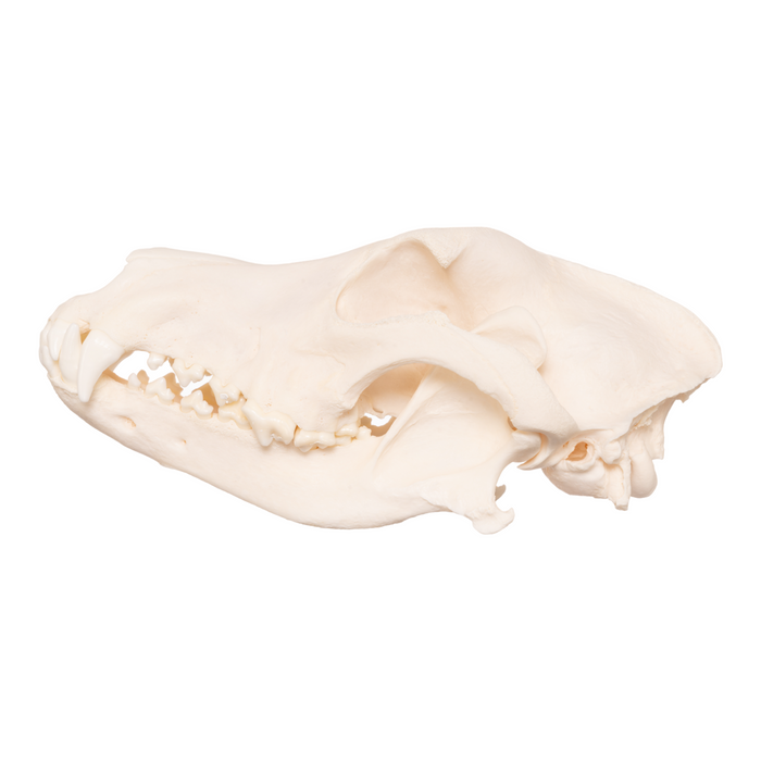 Real Domestic Dog Skull - German Shepherd