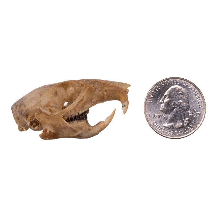 Real Eastern Woodrat Skeleton - Disarticulated