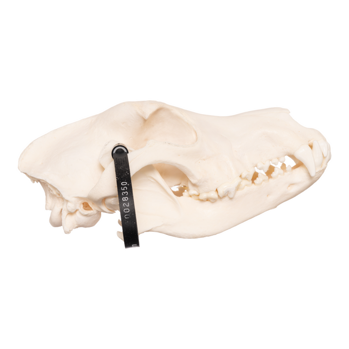 Real Domestic Dog Skull - German Shepherd