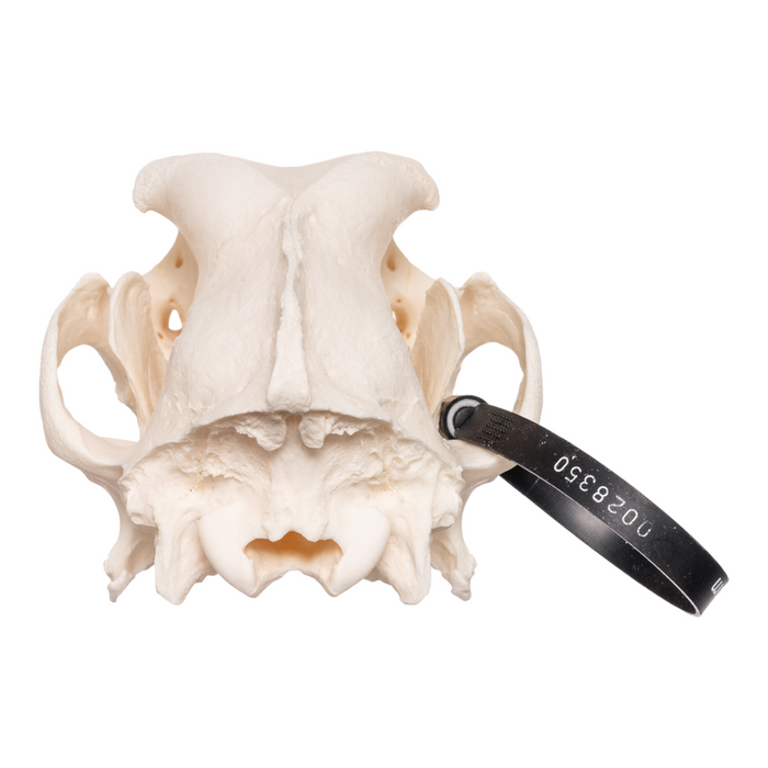 Real Domestic Dog Skull - German Shepherd