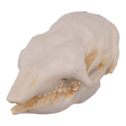 Replica Three-banded Armadillo Skull