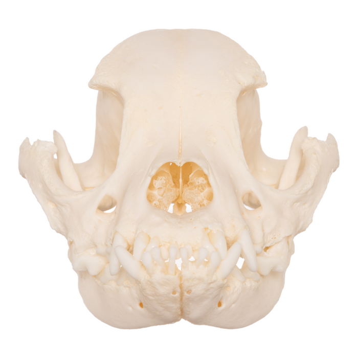 Real Domestic Dog Skull - Boston Terrier OK-27052