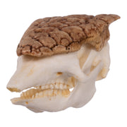 Replica Three-banded Armadillo Skull