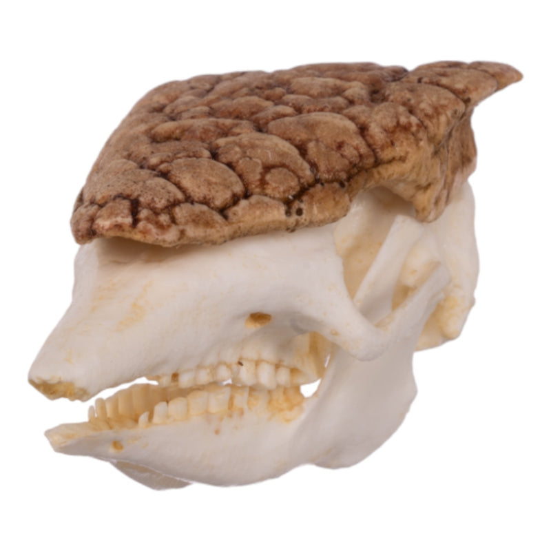 Replica Three-banded Armadillo Skull