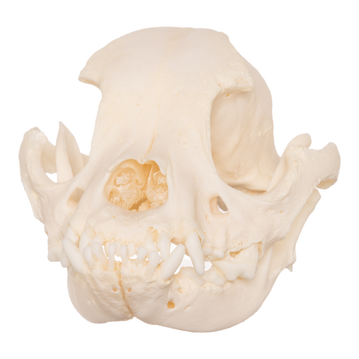 Real Domestic Dog Skull - Boston Terrier OK-27052