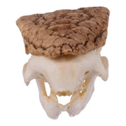 Replica Three-banded Armadillo Skull