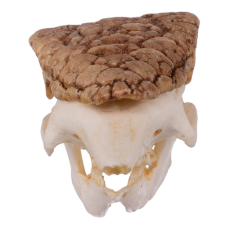 Replica Three-banded Armadillo Skull