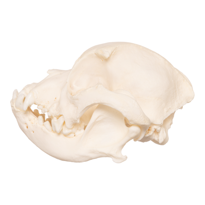 Real Domestic Dog Skull - Boston Terrier