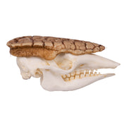 Replica Three-banded Armadillo Skull