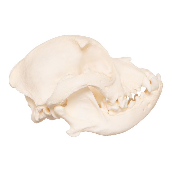 Real Domestic Dog Skull - Boston Terrier OK-27052