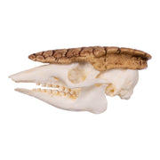 Replica Three-banded Armadillo Skull