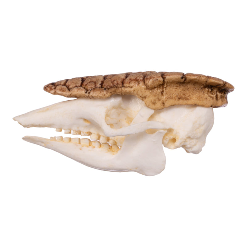 Replica Three-banded Armadillo Skull