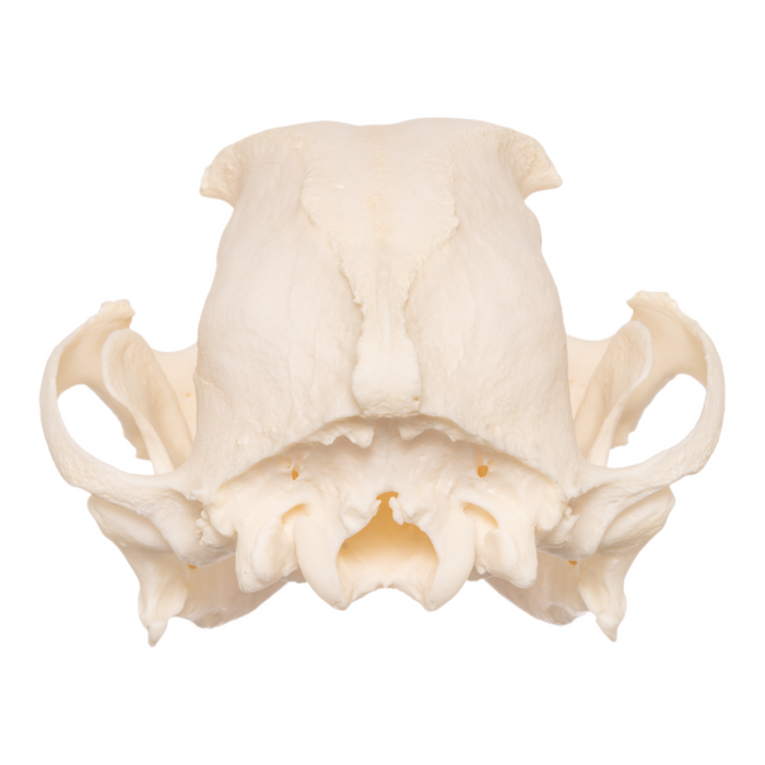 Real Domestic Dog Skull - Boston Terrier OK-27052