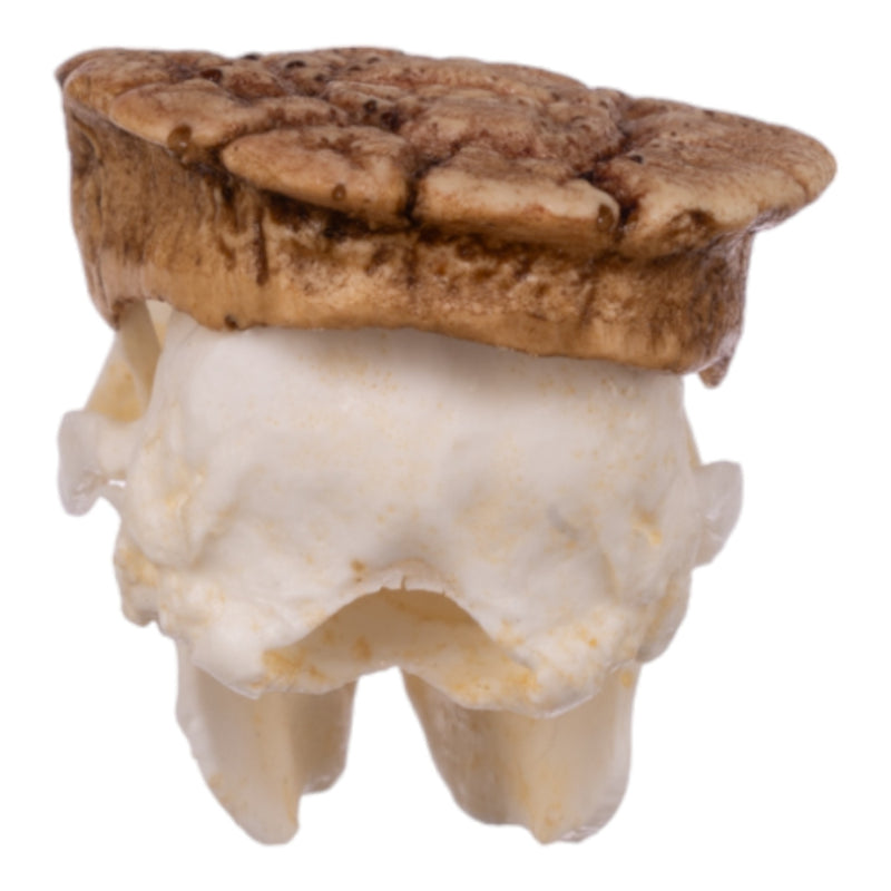 Replica Three-banded Armadillo Skull