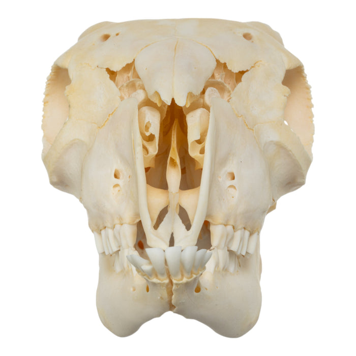 Real Domestic Goat Skull - Adolescent