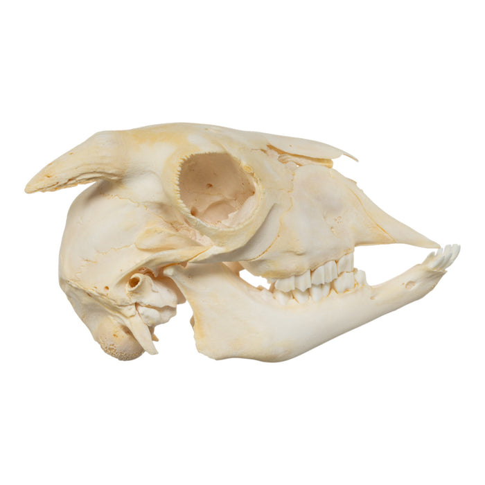 Real Domestic Goat Skull - Adolescent