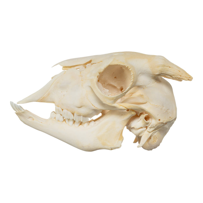 Real Domestic Goat Skull - Adolescent