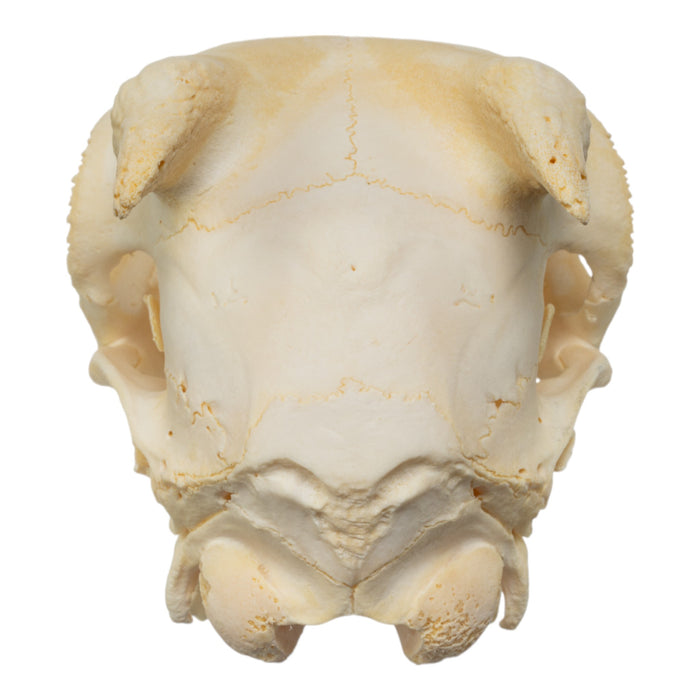 Real Domestic Goat Skull - Adolescent