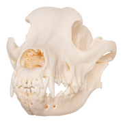 Real Domestic Dog Skull - Rottweiler
