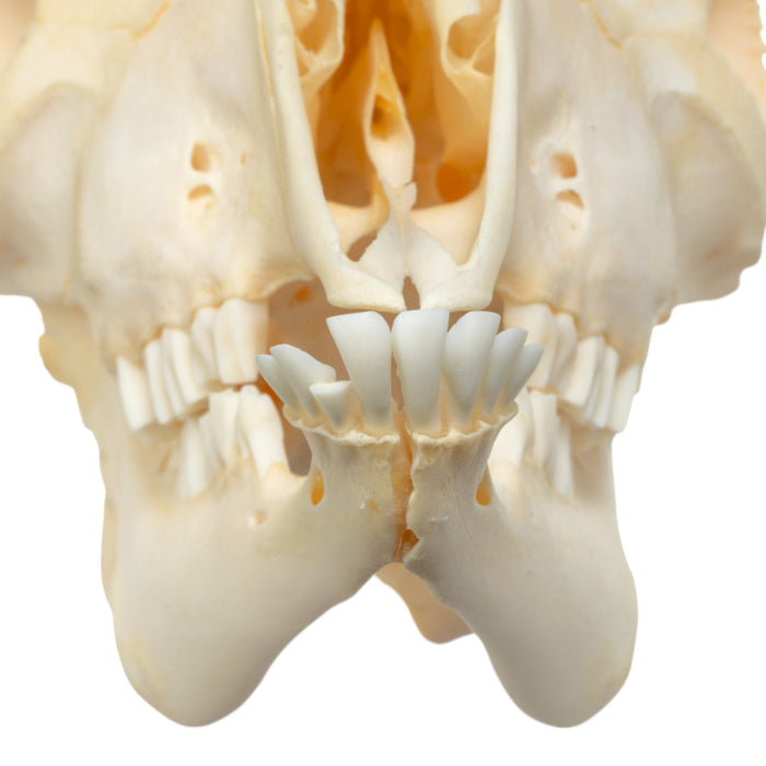 Real Domestic Goat Skull - Adolescent