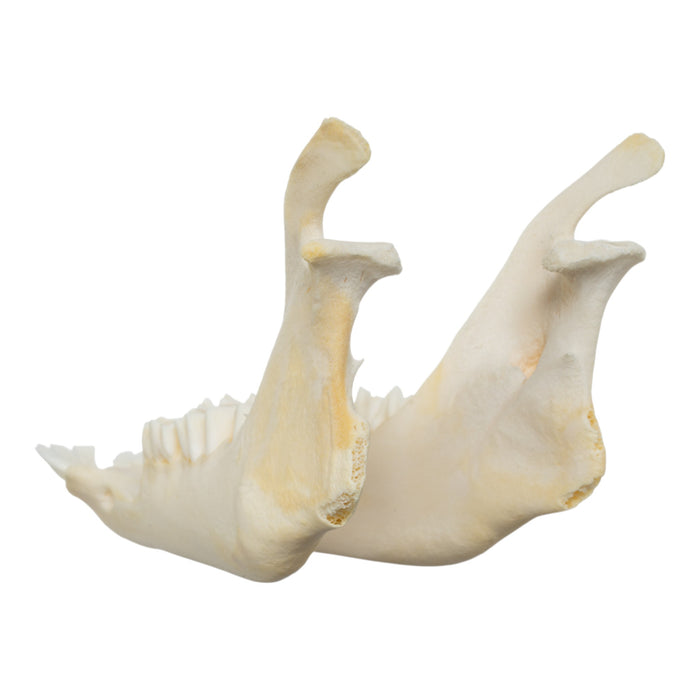 Real Domestic Goat Skull - Adolescent
