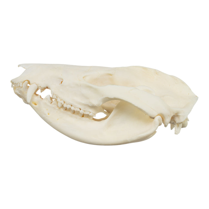 Real American Opossum Skull - Pathology