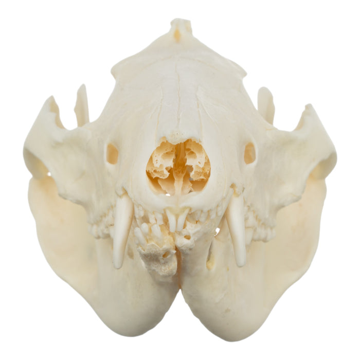 Real American Opossum Skull - Pathology