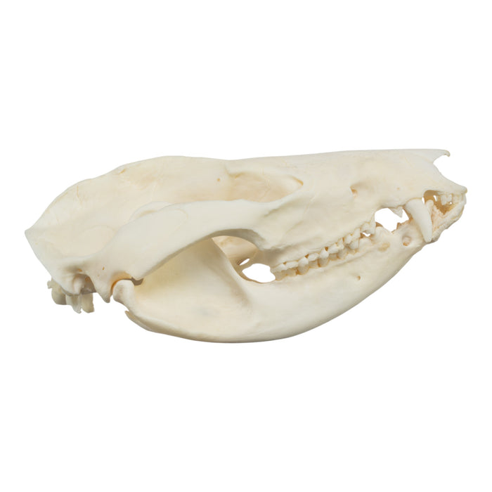 Real American Opossum Skull - Pathology