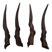 Real Eland Horn - Male