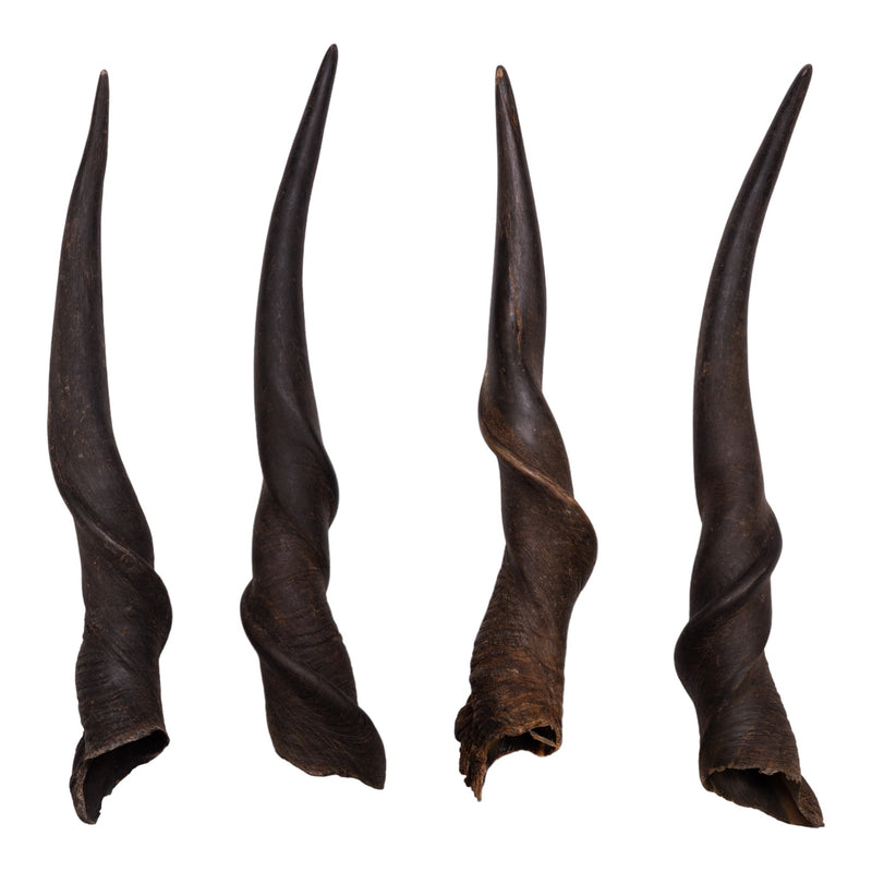 Real Eland Horn - Male