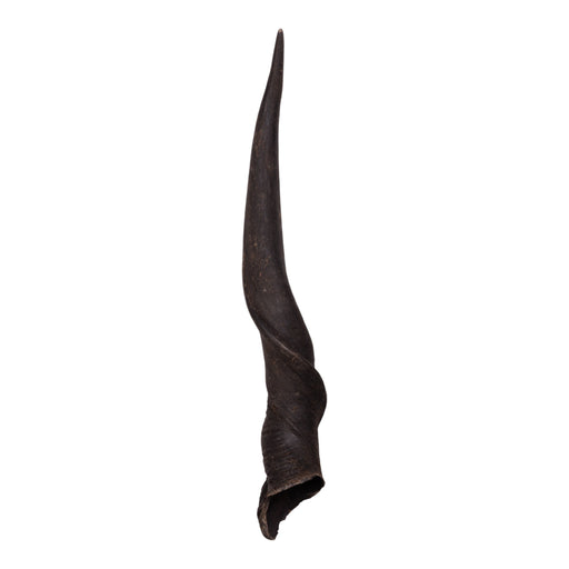 Real Eland Horn - Male